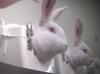 rabbit-stock-close-up-3_s