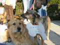 protest29-10-11_1_th