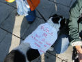 protest29-10-11_1_th