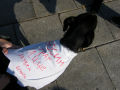 protest29-10-11_1_th