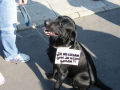 protest29-10-11_1_th