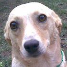 Belka