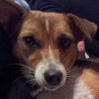 Beti