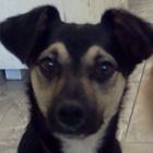 Bobi