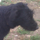 Bole