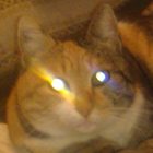 Cica