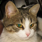 Milica