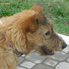Žujka
