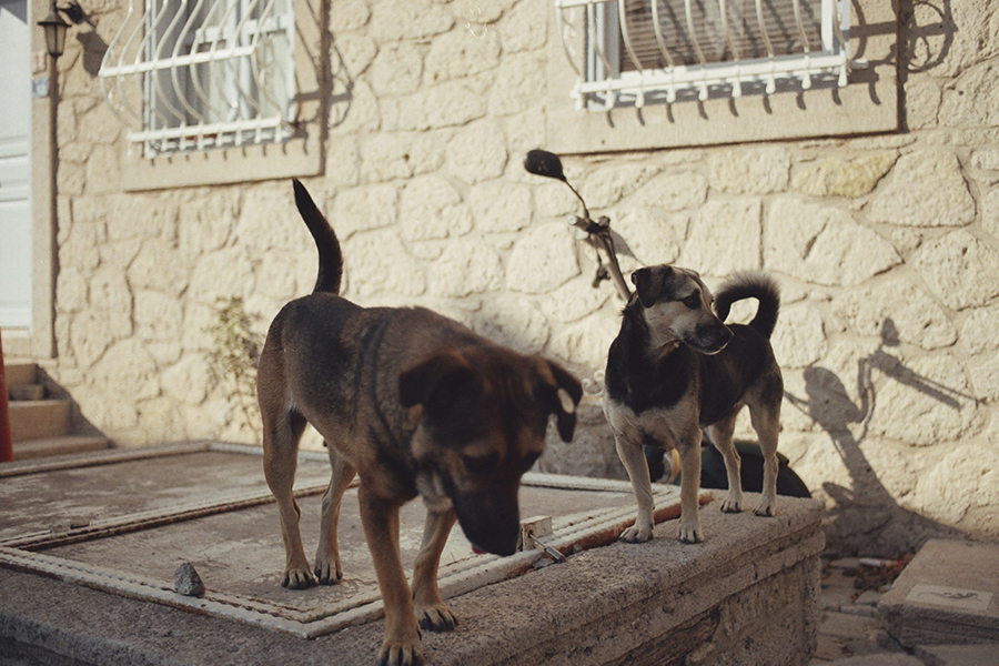 couple of dogs izmir turkey