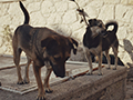 couple of dogs izmir turkey