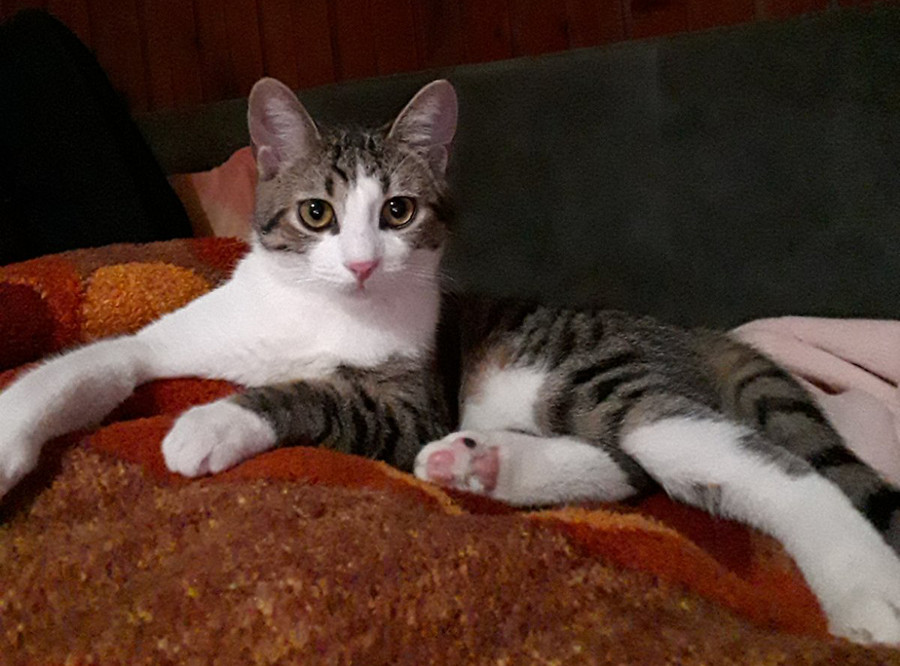 Mica