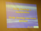 tribina-divlje 01
