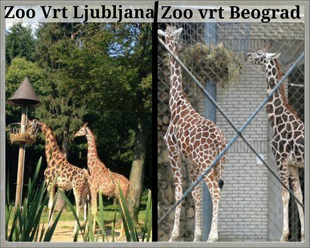 bg-lju-zoo