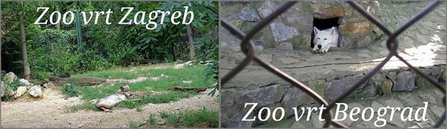 bg-zg-zoo
