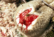 mulesed-lamb