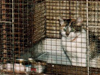 cat-household-product-ld50-poisoning-picture s