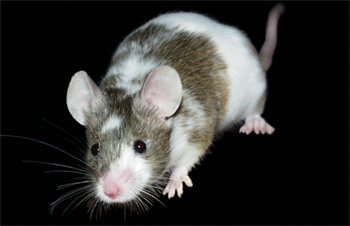 maus