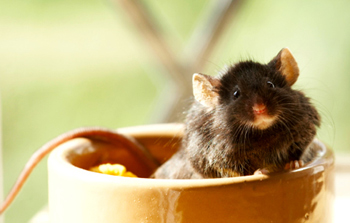 mouse-in-a-bowl