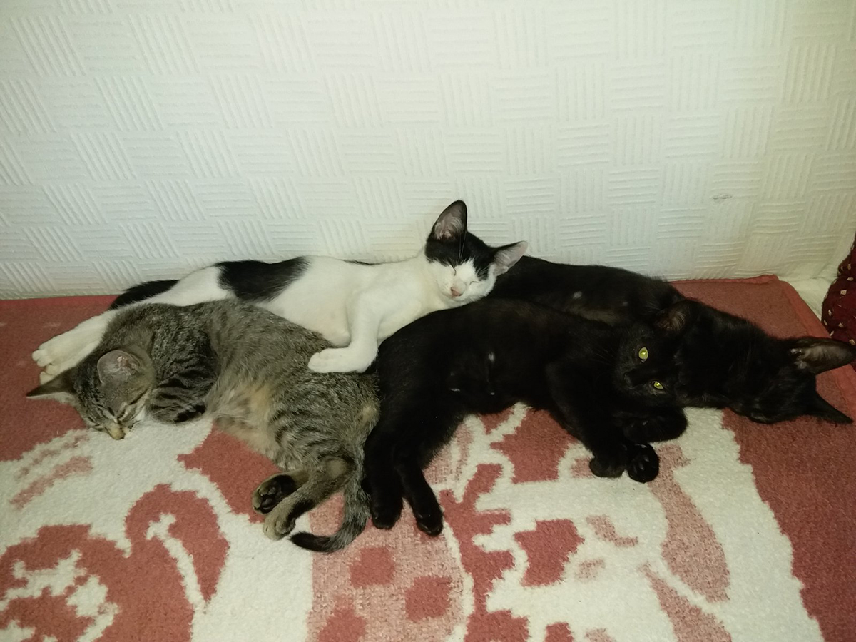 Puma, Luna, Bela i Lea