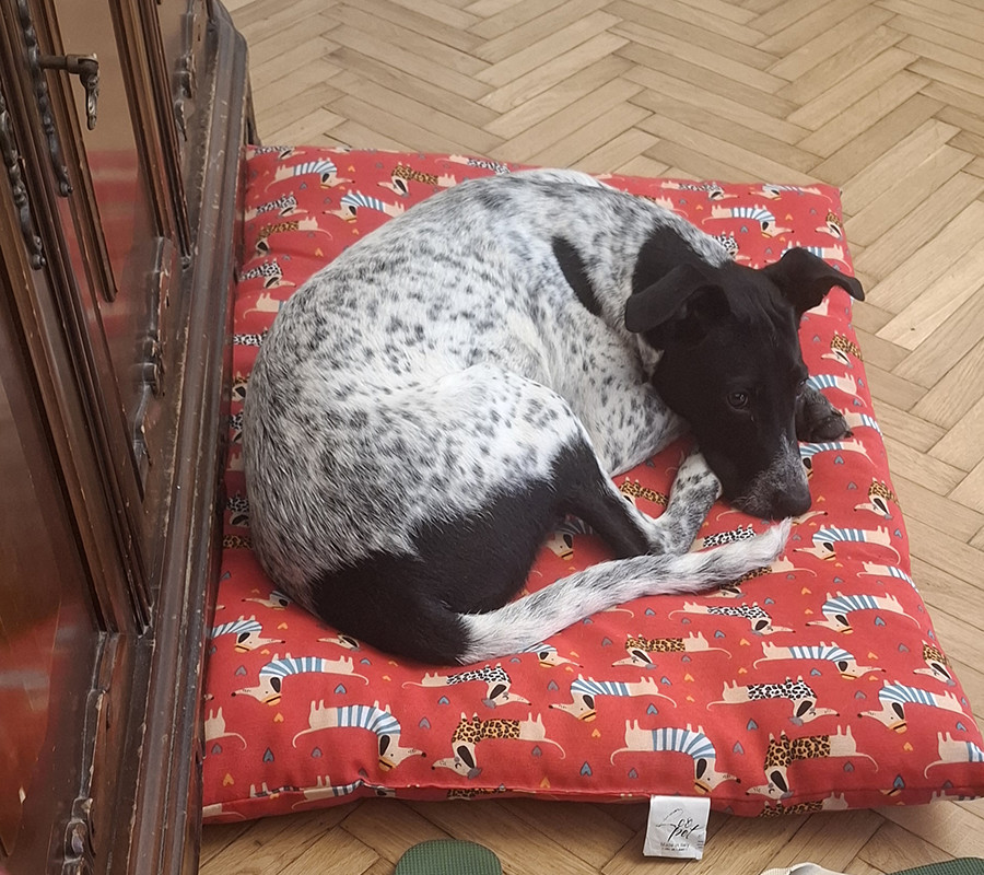 Ljuba